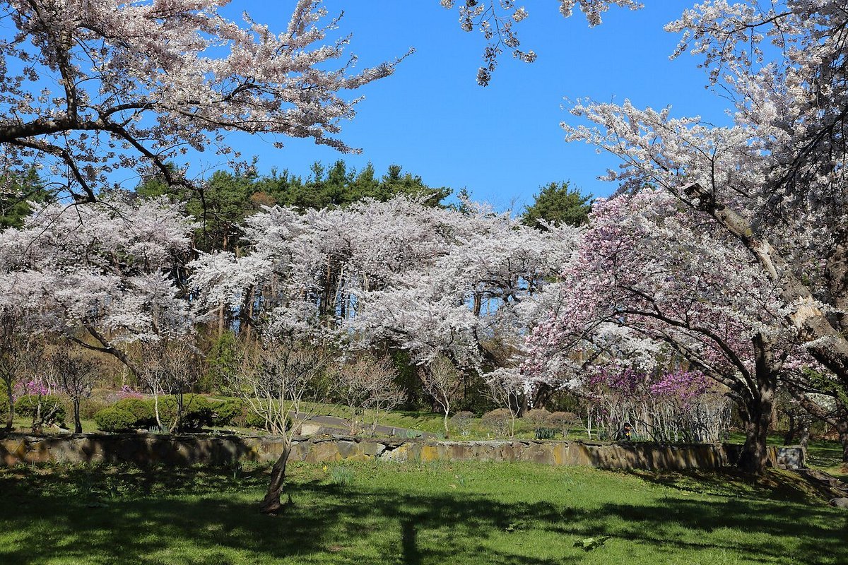 🌸 오니우시 공원 이미지 6